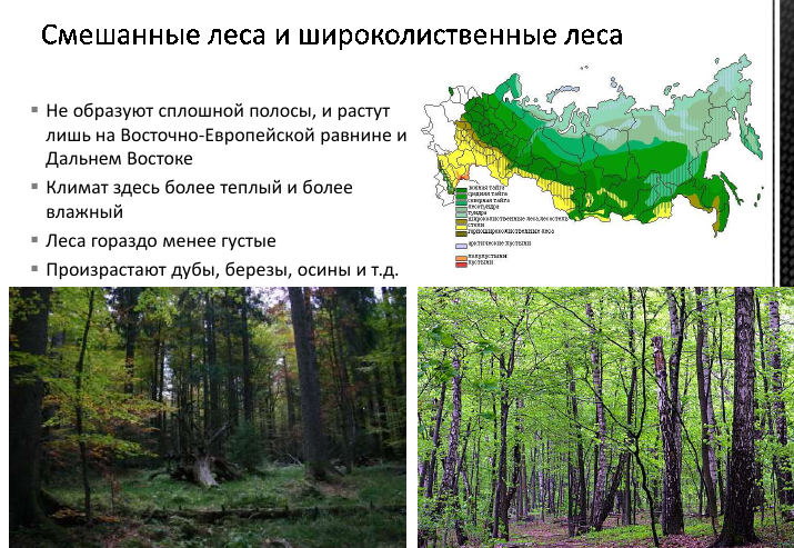 Карта березовых лесов россии