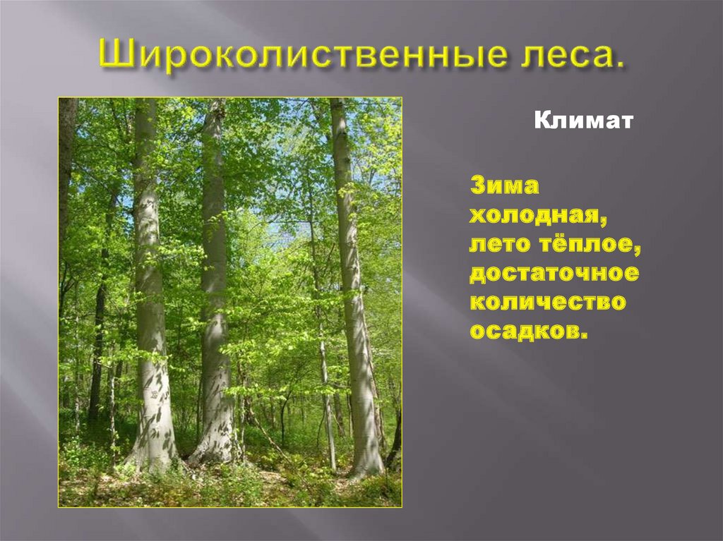 Смешанный климат. Природная зона широколиственные леса климат. Широколиственный лес презентация.