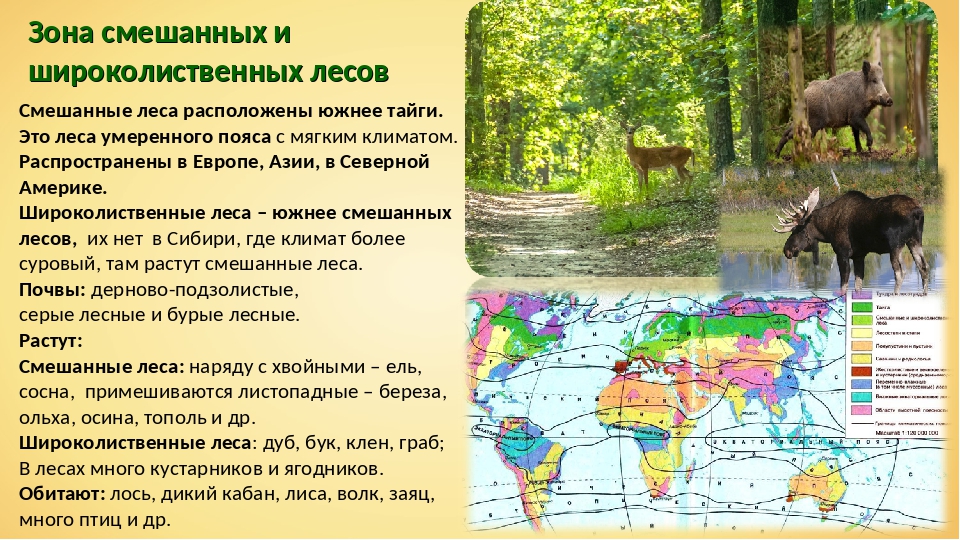 Природные условия в зоне лесов. Климатический пояс смешанных и широколиственных лесов в Евразии. Зона широколиственных лесов климат. Смешанные и широколиственные природные зоны. Смешанные леса природная зона.