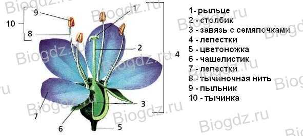 На рисунке изображено строение цветка что обозначено под цифрой 3