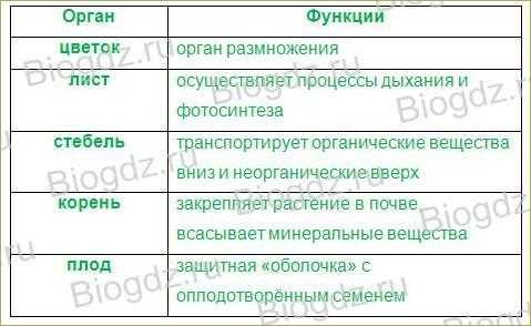 Функции растения биология 6. Функции органов цветкового растения 6 класс. Таблица органы растений 6 класс биология. Органы цветкового растения функции 6 класс биология таблица. Функции органов цветкового растения таблица 5 класс.