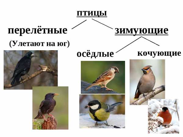 Мелкие Птицы Подмосковья Фото С Названиями