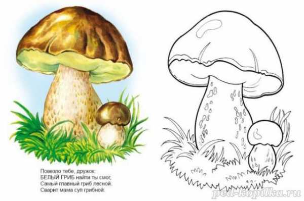 kartinki griby sedobnye i nesedobnye dlya detej 91
