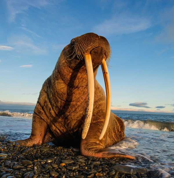 Назовите класс к которому относят изображенное на фотографиях животное морж
