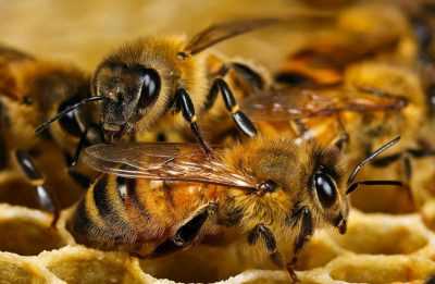 Фото пчелки труженицы с приколом