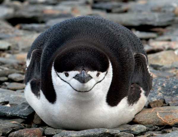Pingvin Risunok Karandashom Dlya Nachinayushih Risovanie Na Temu Zima V Srednej Gruppe Detskogo Sada