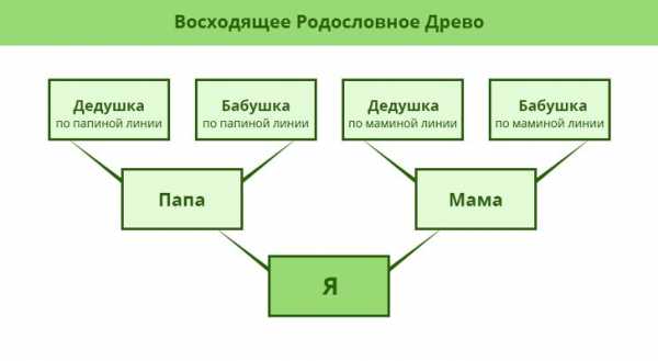 Составление схемы генеалогического древа