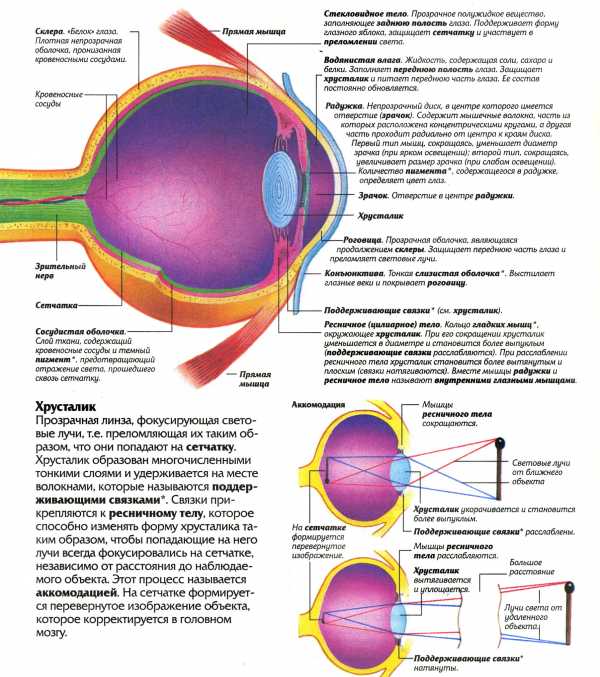 Структура глаза человека фото с описанием